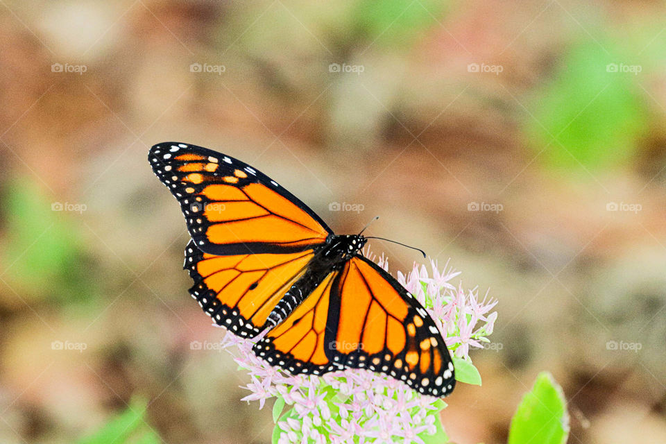 monarch butterfly