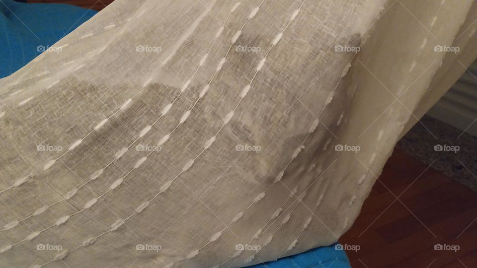 Cat looking through the rolled-up curtain over the bed