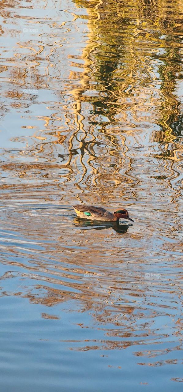 Autumn painted the river.
 The reflection of the autumn colors of the trees on the surface of the water creates memories.