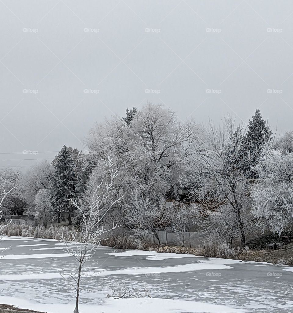 beautiful frosted trees