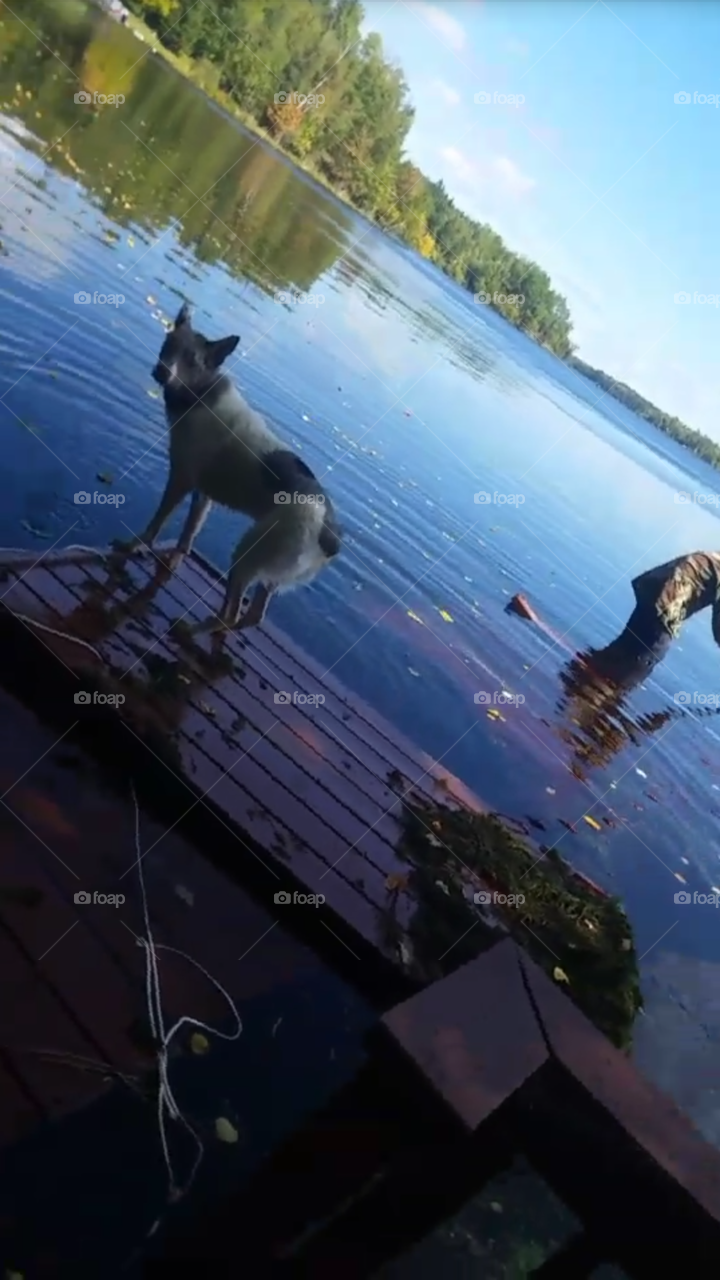 Milo Helping save the dock during spring flooding, Northern MN