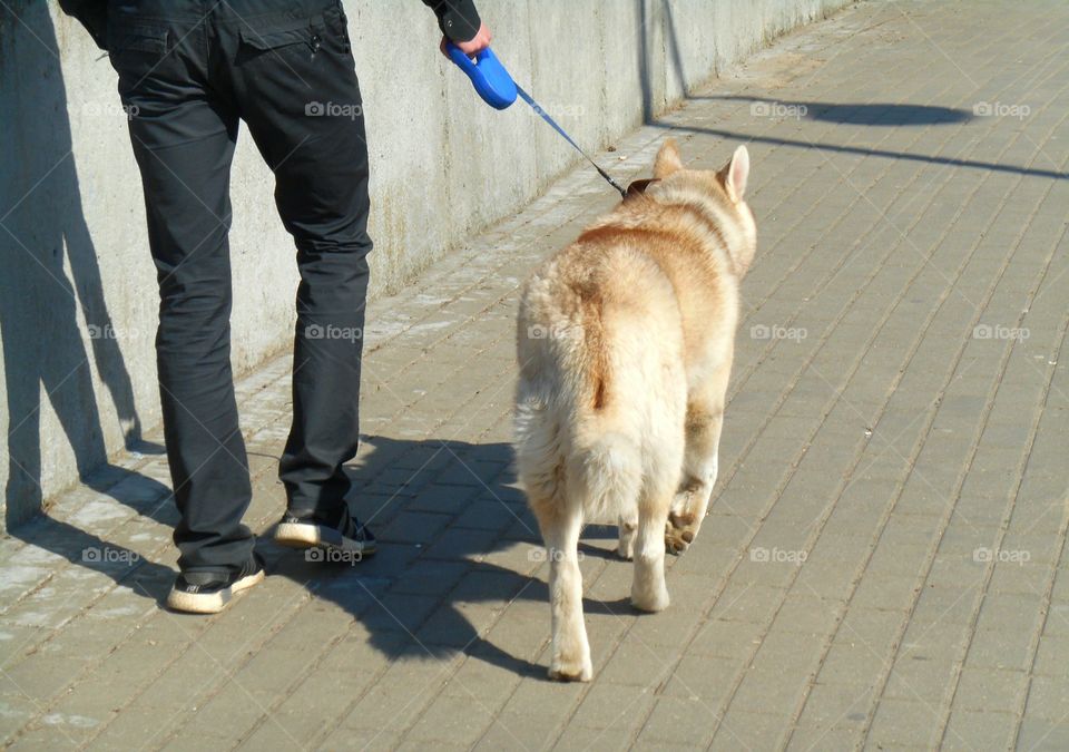 People, Dog, One, Portrait, Man