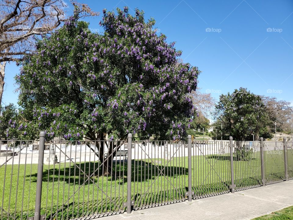 Two mountain laurel trees in full spring bloom on a sunny clear blue sky day. The mountain laurel trees only bloom once a year for a very short period of time and create a beautiful aromatic flowery perfume scent from purple cluster flowers.