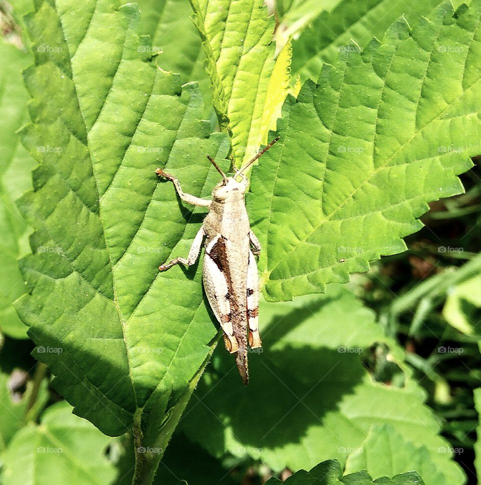 grasshopper in green leaf