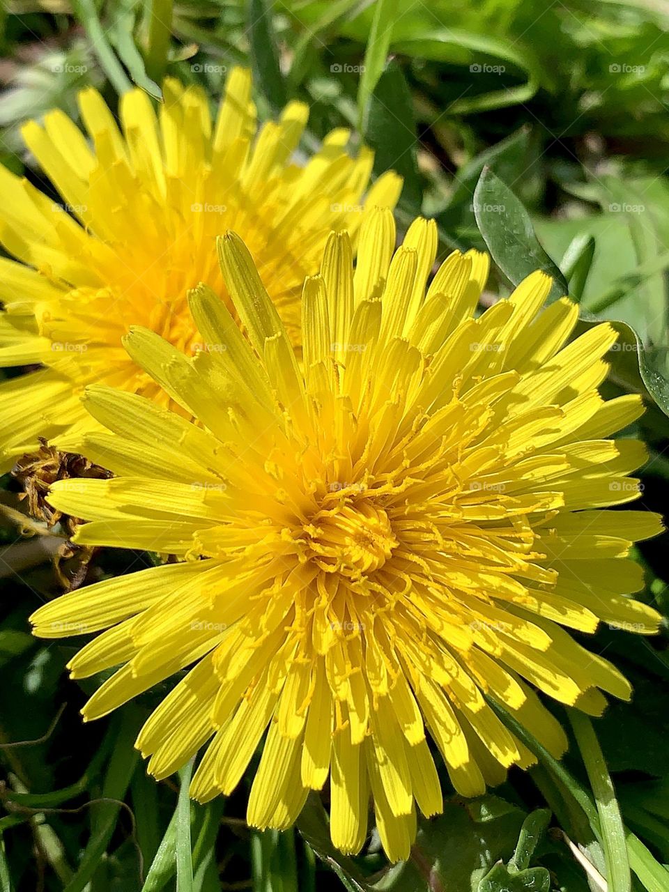 Close up photo of common dandelion 