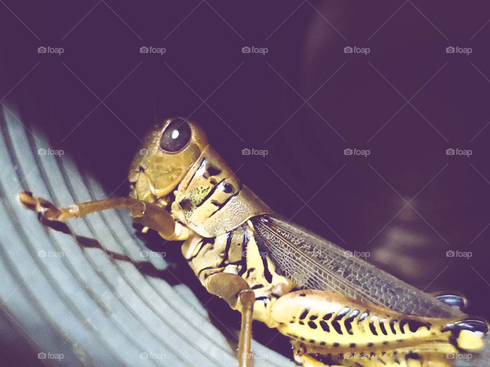 A grasshopper's shadow while it partially stands in a shadow.