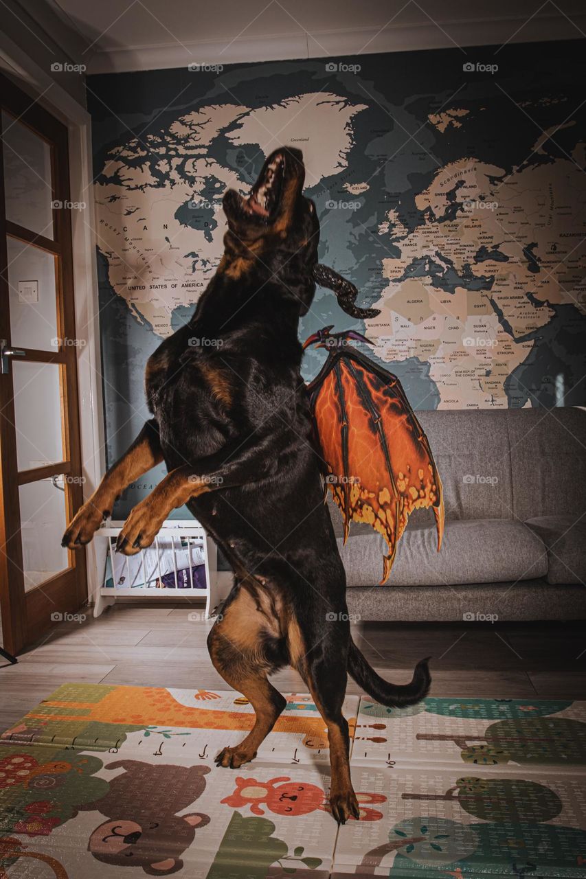 Dogdragon is flying.