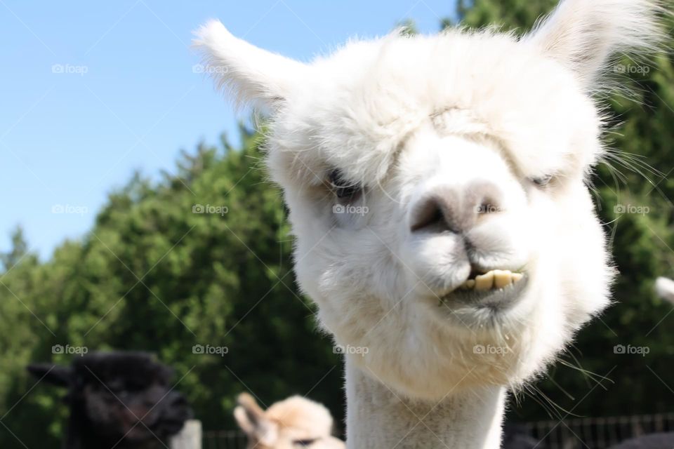 Funny llama