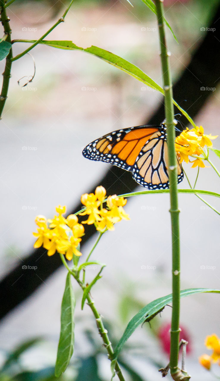 Monarch butterfly . Monarch butterfly on a flower 
