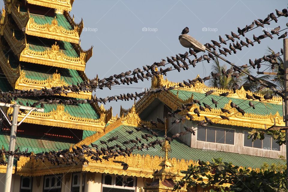 Pidgeons of yangon