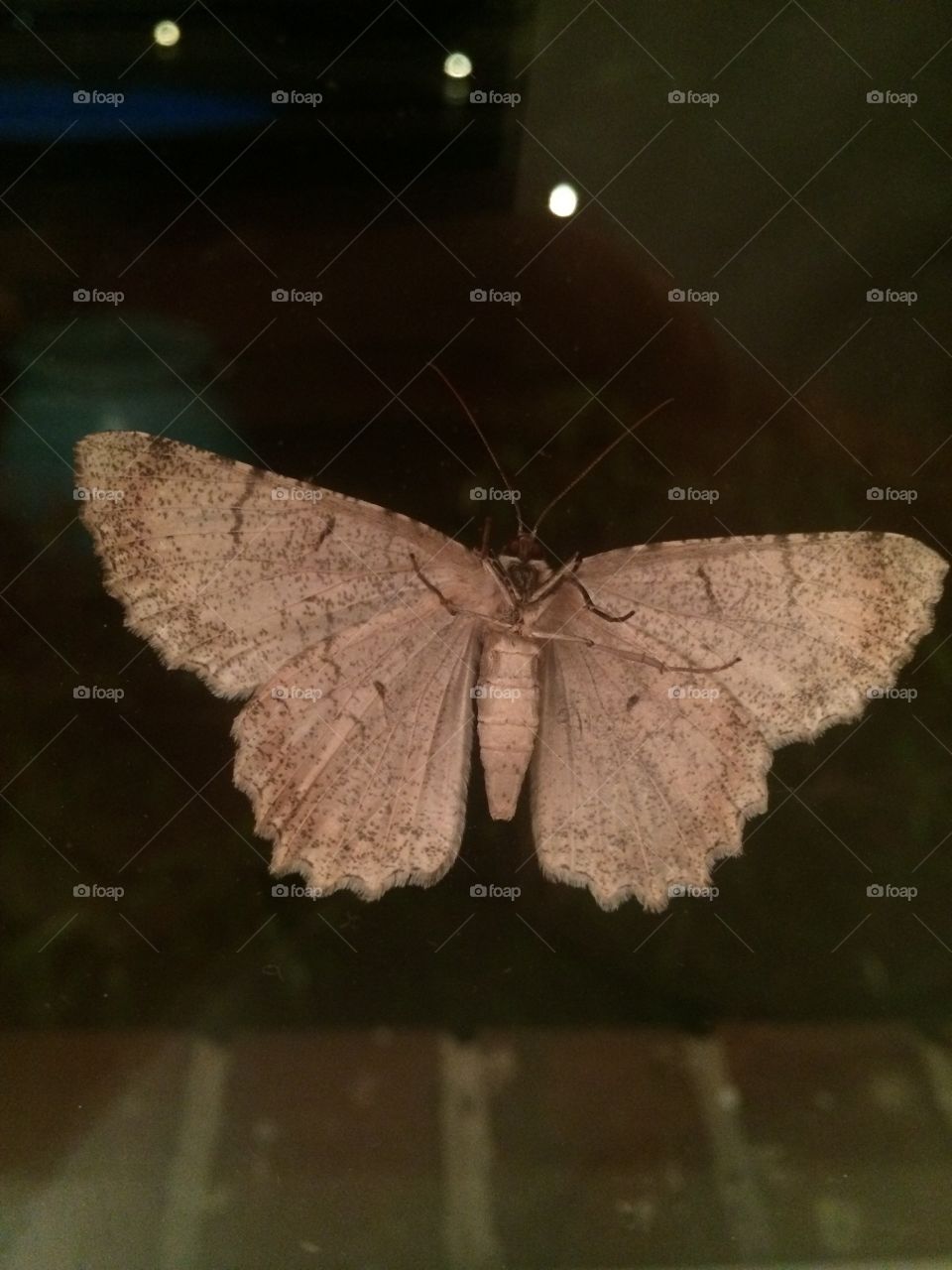 Moth on Window at Night