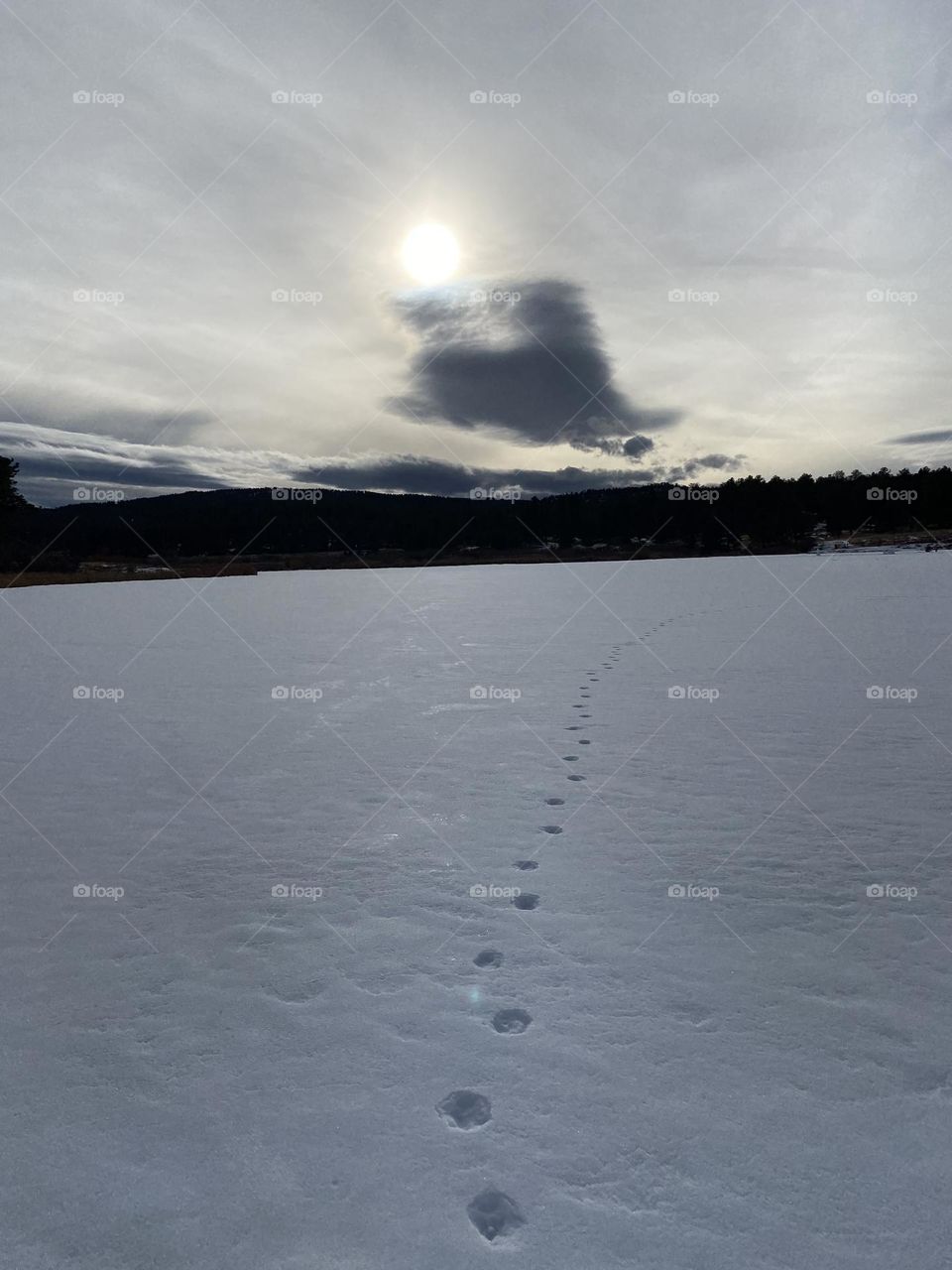 Coyote footprints on a frozen, snow covered lake. 