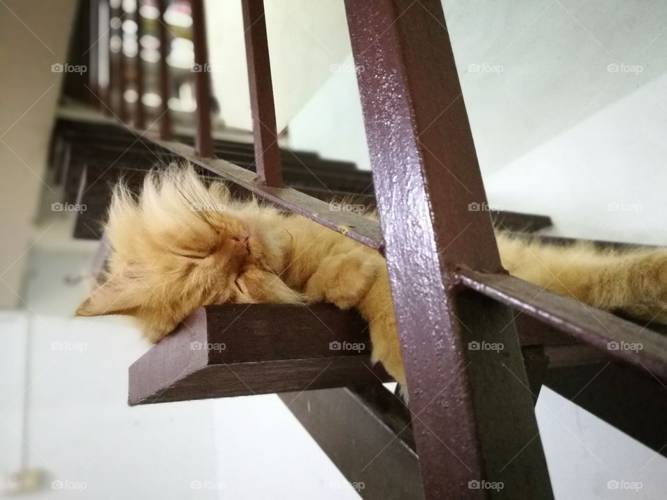 cute cat sleeping