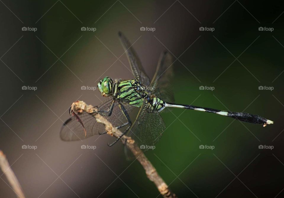 Lowland perching on interest of Green marsh hwak. The large size one morfology of Dragonfly. Easy seen for surrounding the garden yard and rice field. The dragonfly one is met for mating.