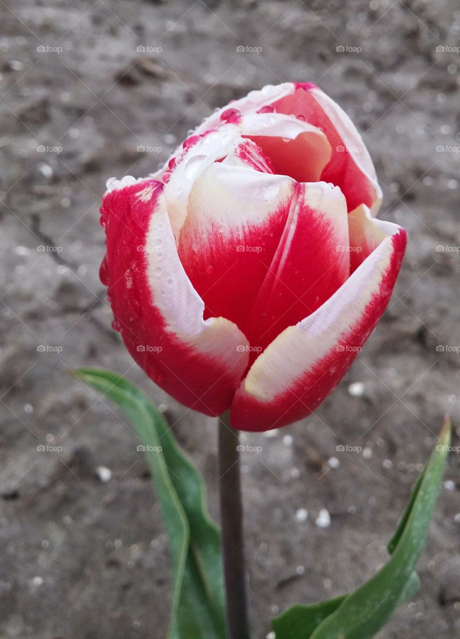 red and white tulips in holland . tulip in holland red and white 