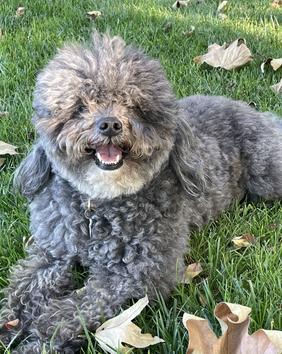 Happy Doggie