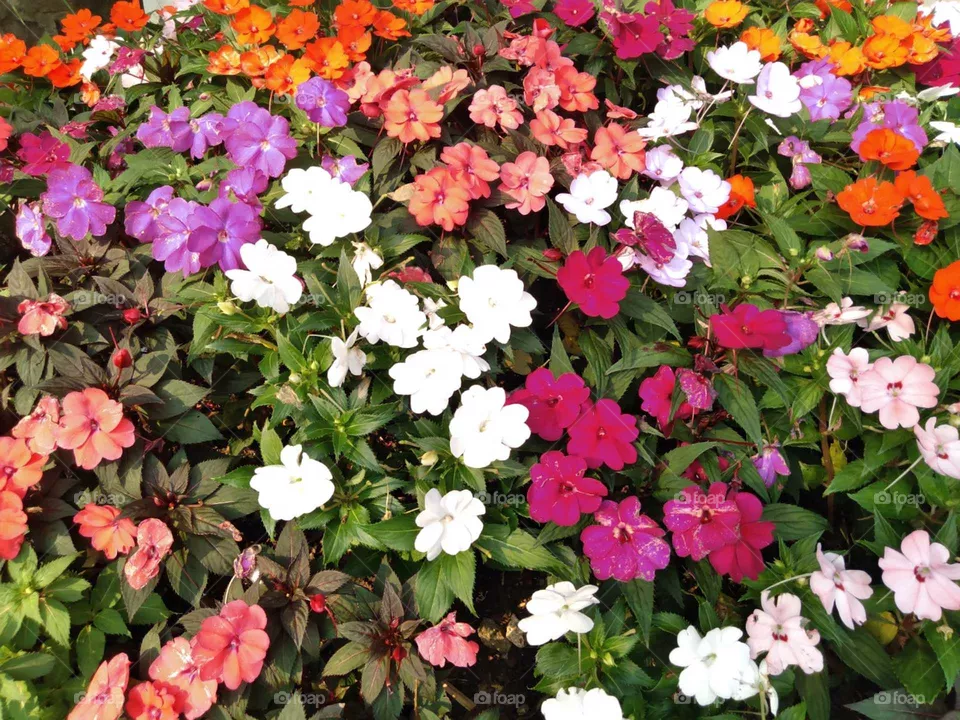 Flores