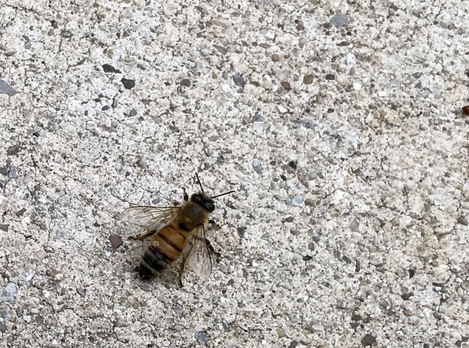 Bee 