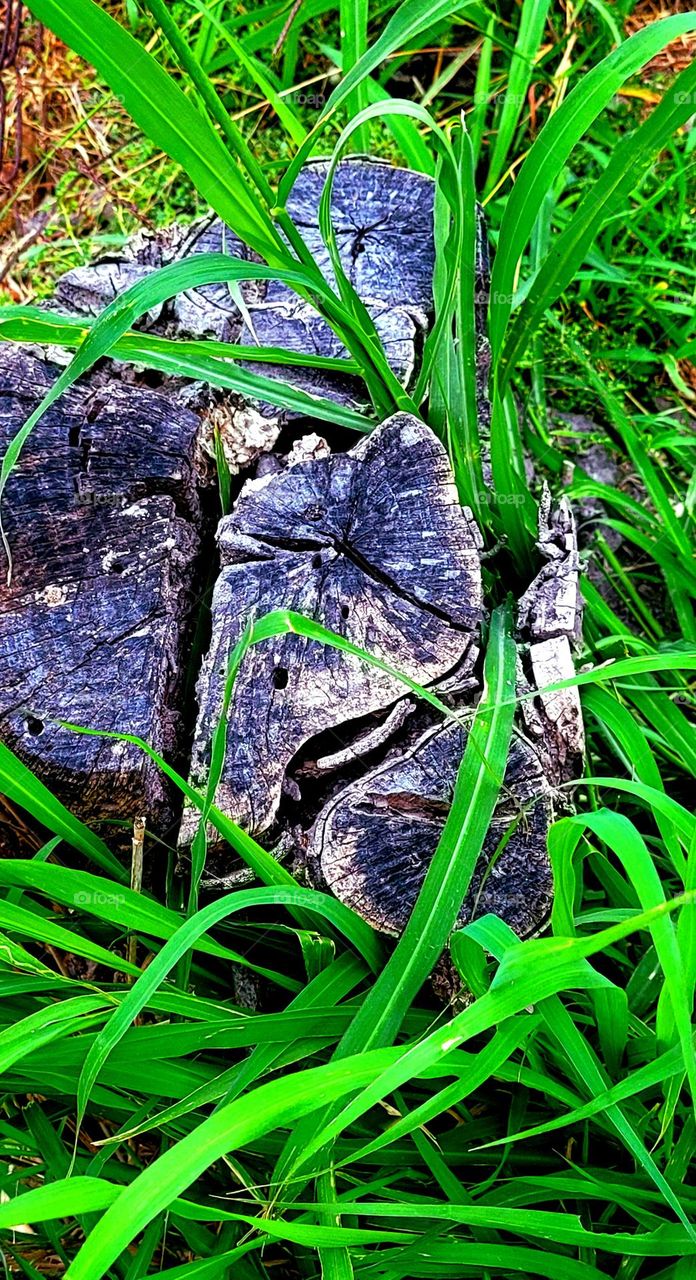 Old tree stump in the green grass.