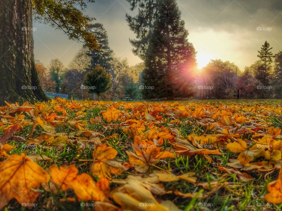 Autumn Leaves on the Ground