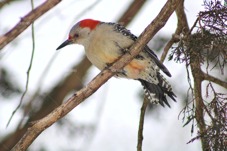 woodpecker on the tree