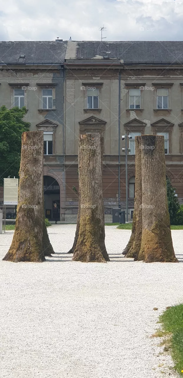 wood in the city