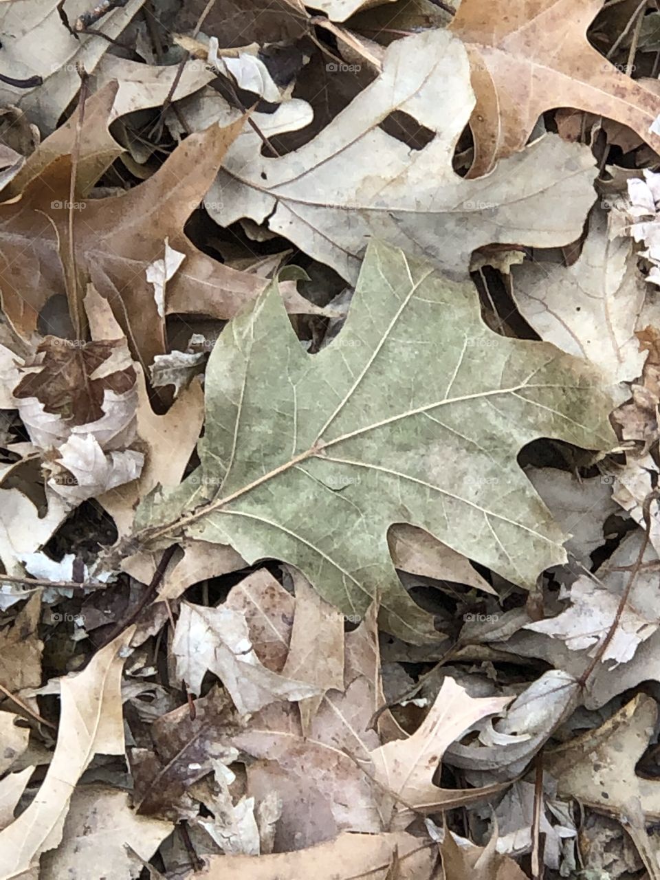 When the last leaves fall