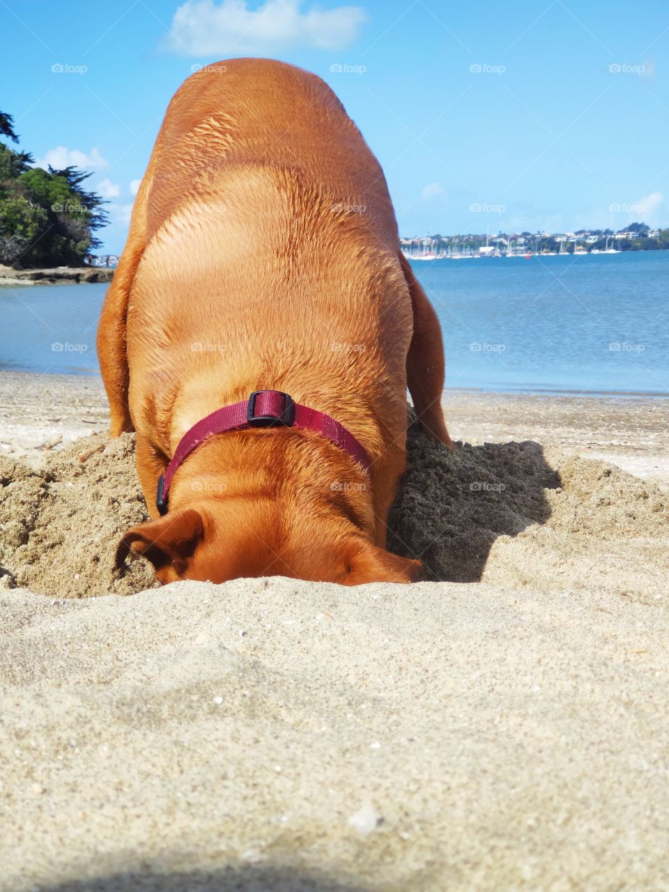 Dog digging a big hole in the sand and her head is inside the hole