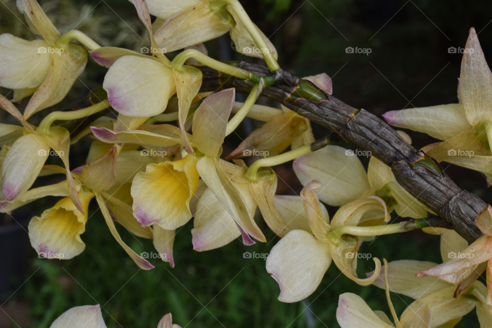 Orchid/Orquídea.