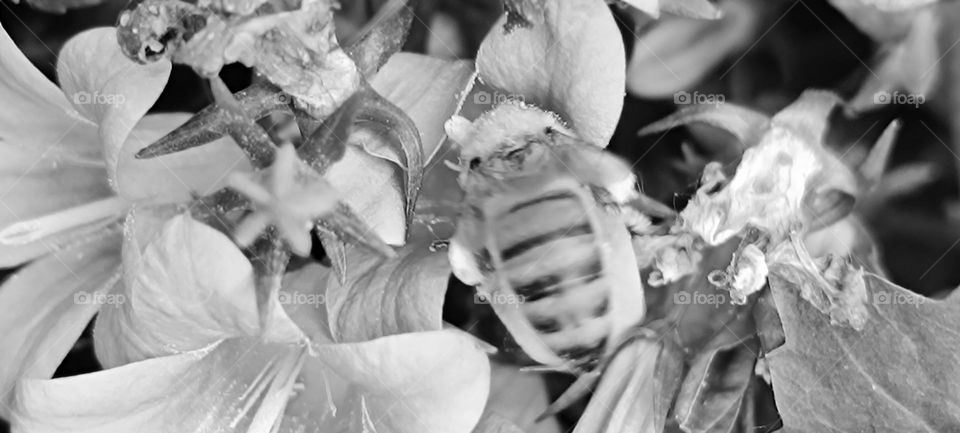 Bee and bumblebee foraging