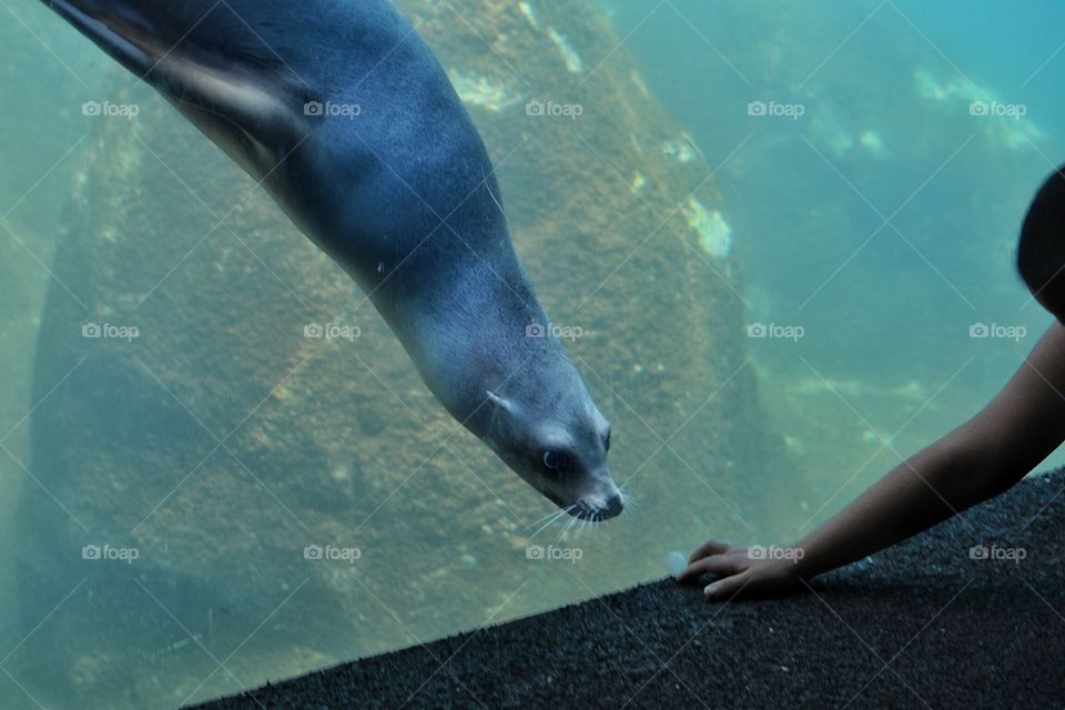 Sea lion