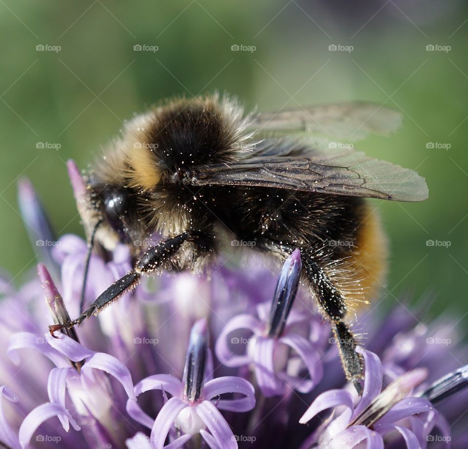 I love this photo because of the wing detail on this bee and the twinkly pollen on the legs 🐝