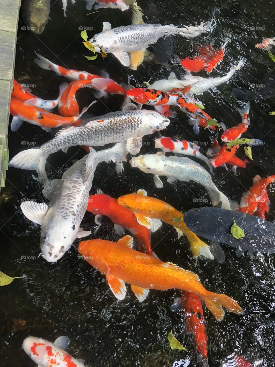 Fish