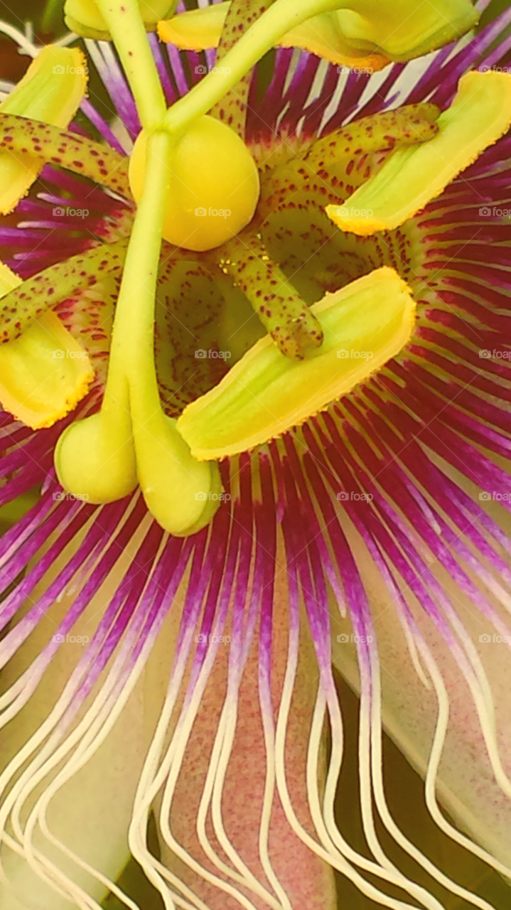 "Yellow & Pink  Passion Flower"