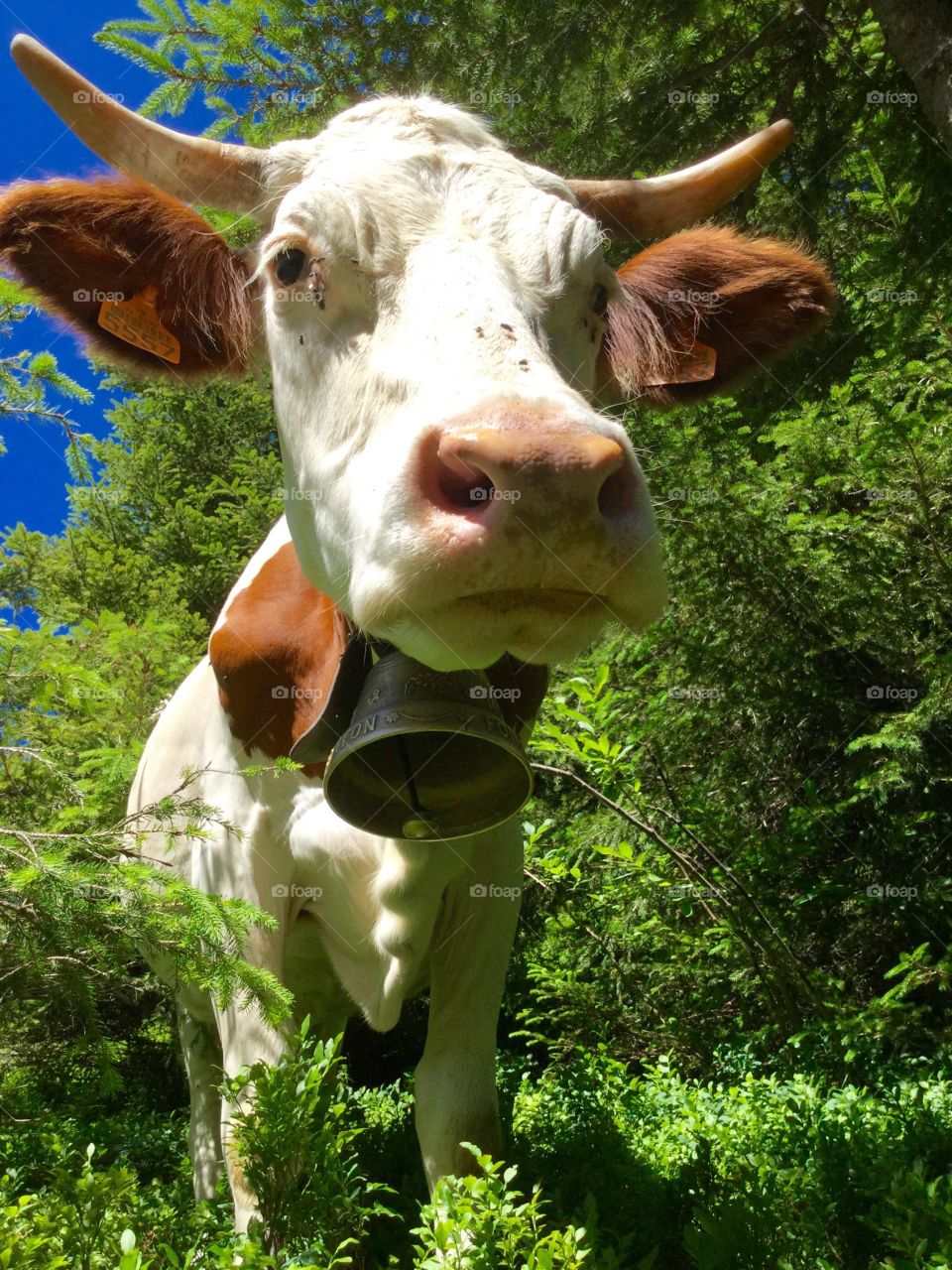 The curious cow