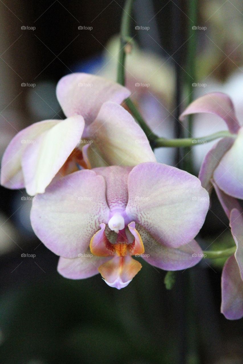 closeup of orchid.