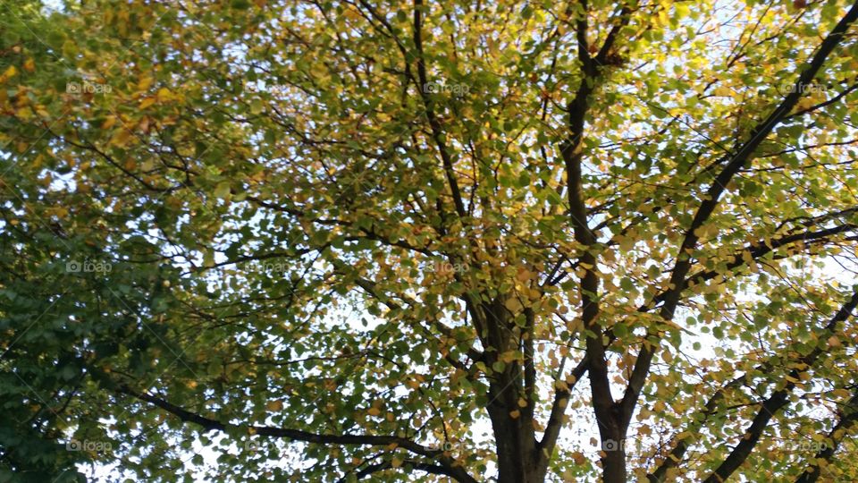 fall trees. beatiful fall colors