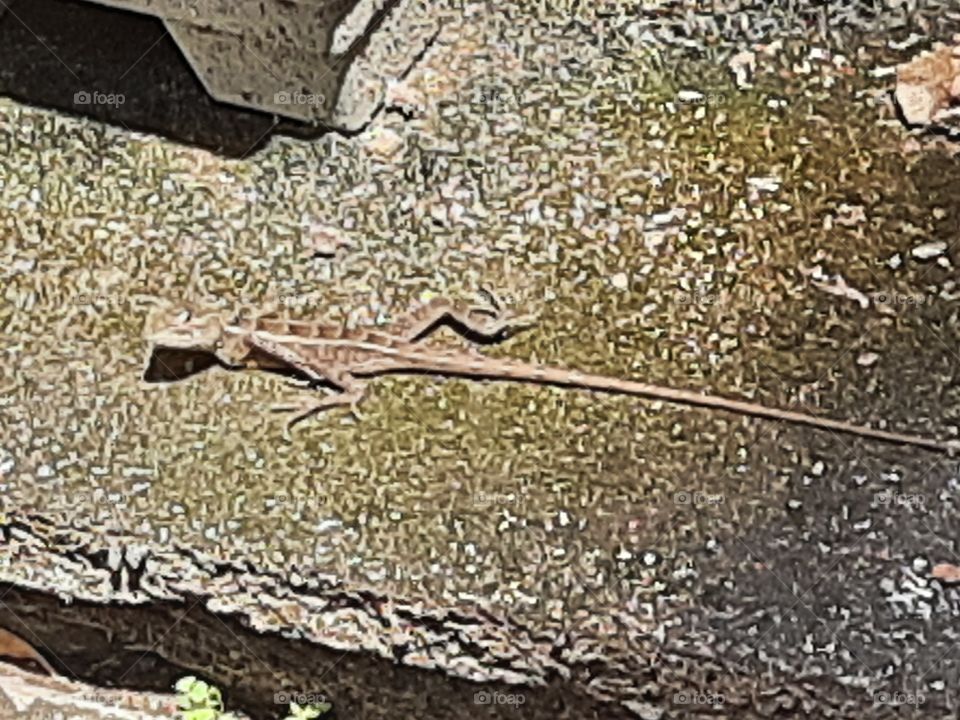 Animals change the color to surface color