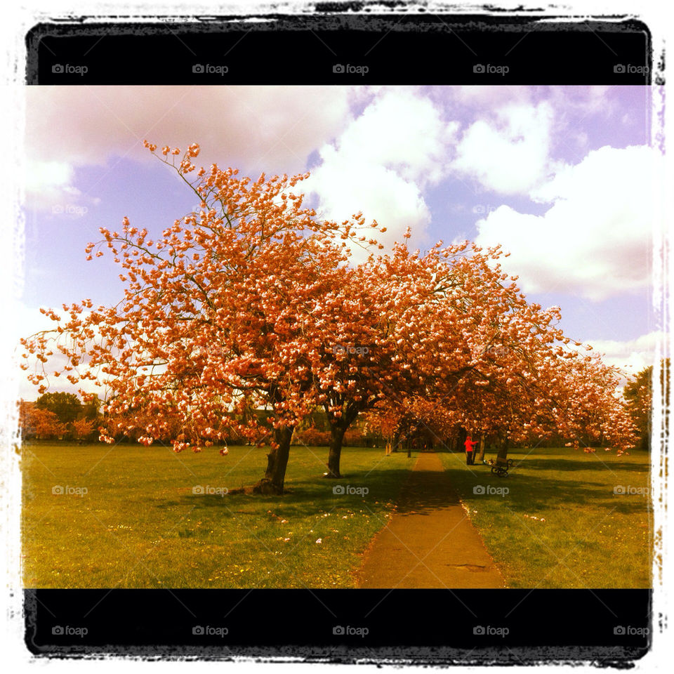 Harrogate in spring