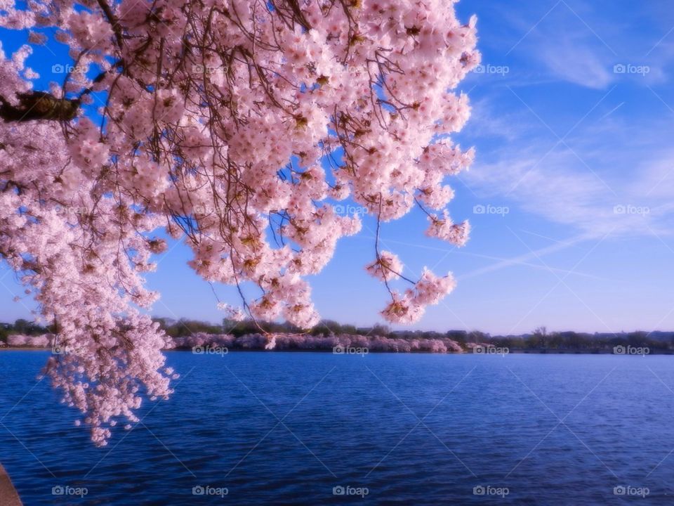 Cherry blossoms 2014 11