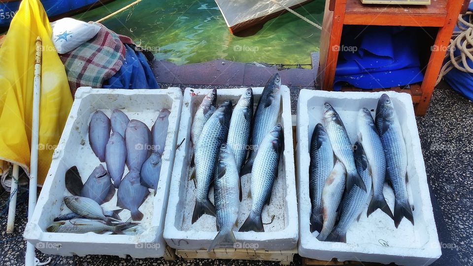 Fish market