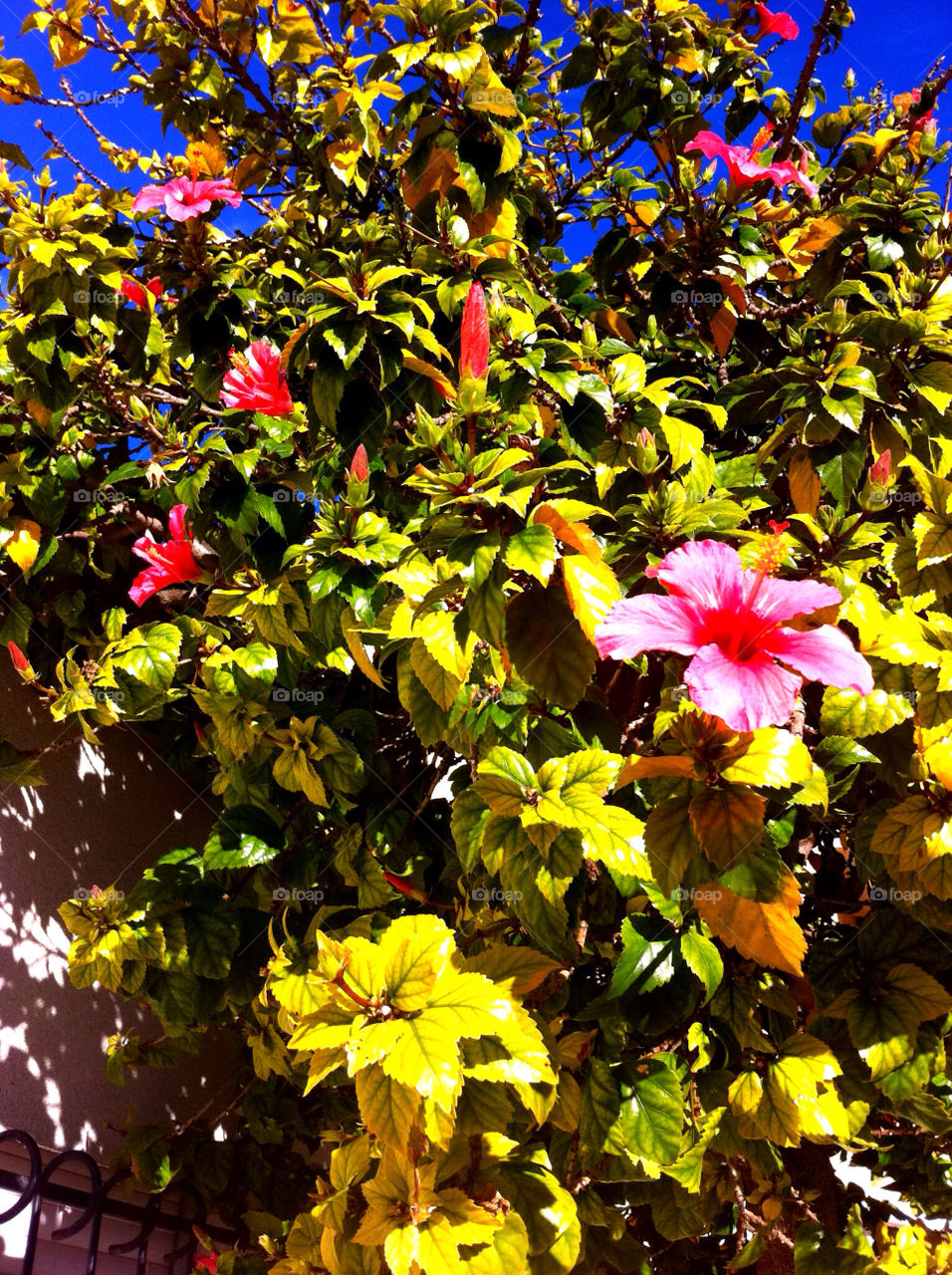 spring flowers pink summer by magmovies