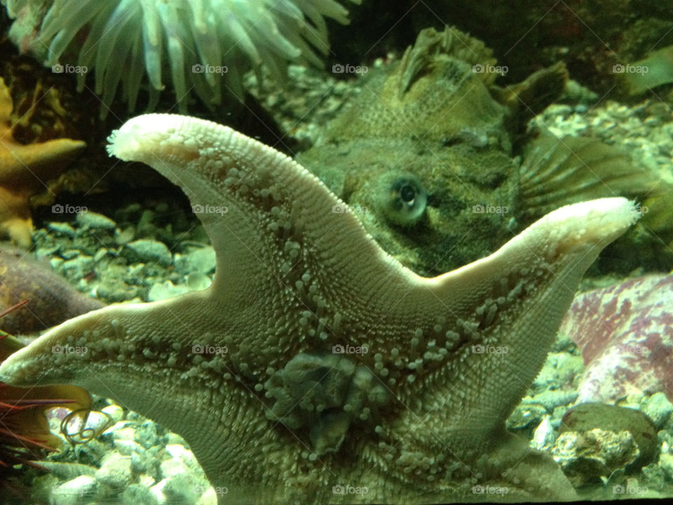zoo aquarium coral starfish by walbam