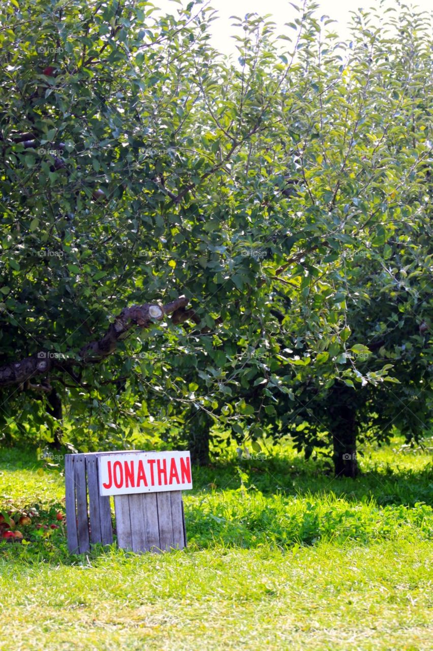 Apple orchard