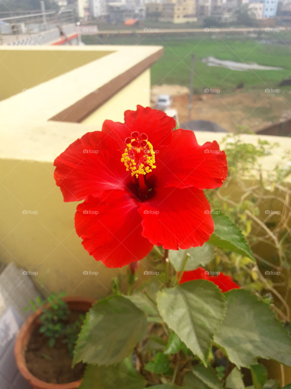 beautiful royal red hibiscus flower in our garden