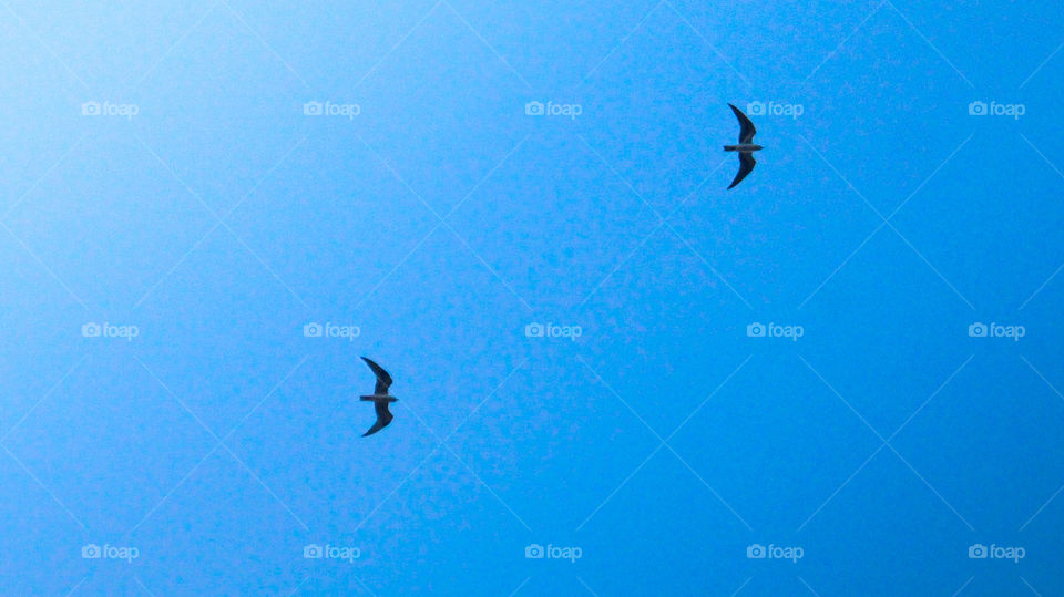 Cirebon, indonesia - Aug 26, 2018: Two swallows flying in the skies
