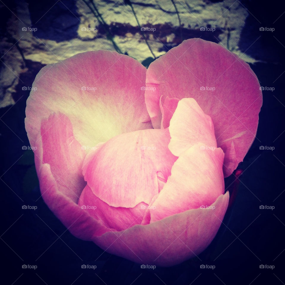 sweden pink flower home by mattie758