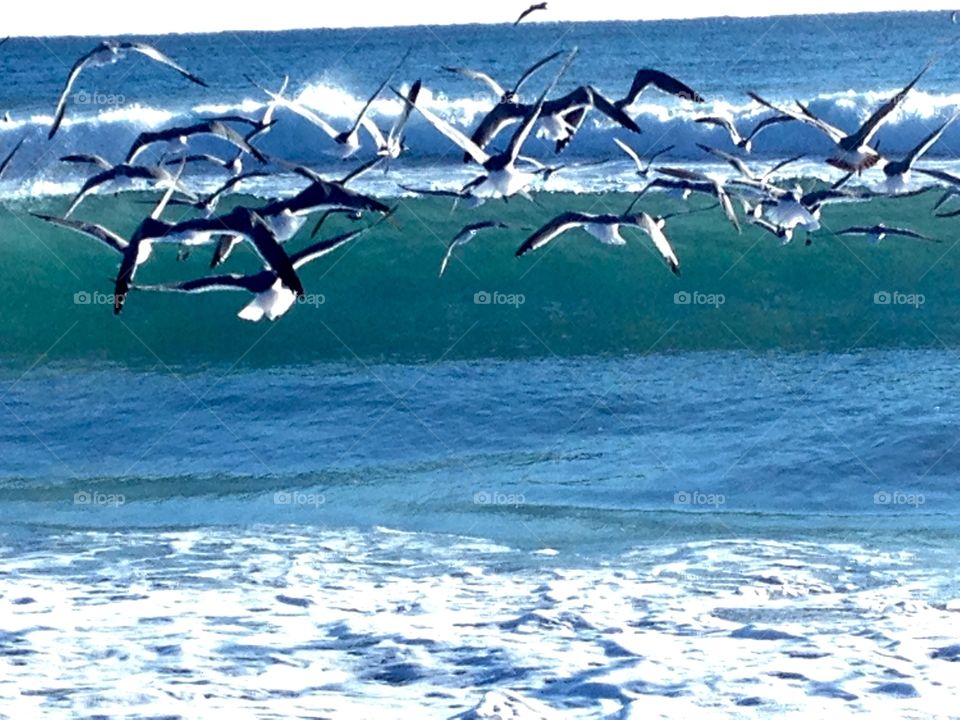 Seagulls at the shore