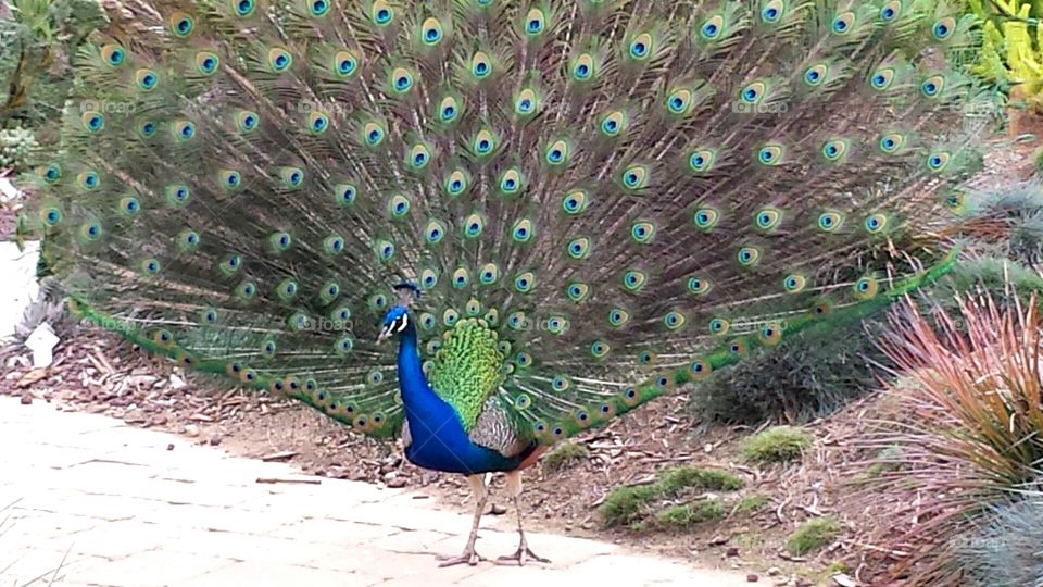 Posing Peacock. Right place at the right time with feathers open.