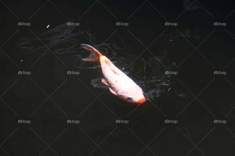 peacefull swim. a koi fish swimming alone in yuyuan garden.